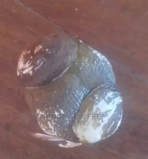 Sea Shell Craft Projects