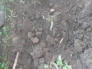 Quality Black Soil