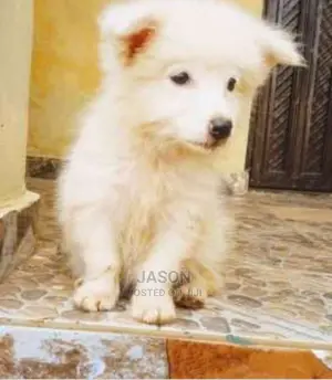 Japanese Spitz White Puppies