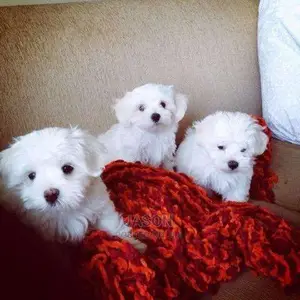 Cute Maltese White Puppies