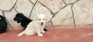 1-3 Months Male Purebred Maltese