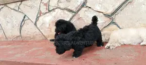 1-3 Months Male Purebred Maltese