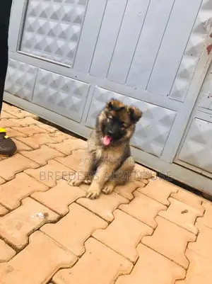 1-3 Months Male Purebred German Shepherd