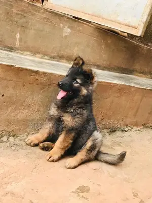 1-3 Months Male Purebred German Shepherd