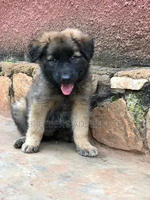 1-3 Months Male Purebred German Shepherd