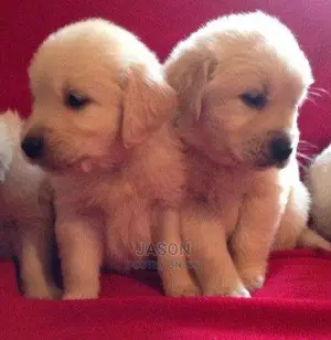 Golden Retriever Puppies