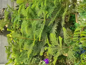 Flowering and Gardening
