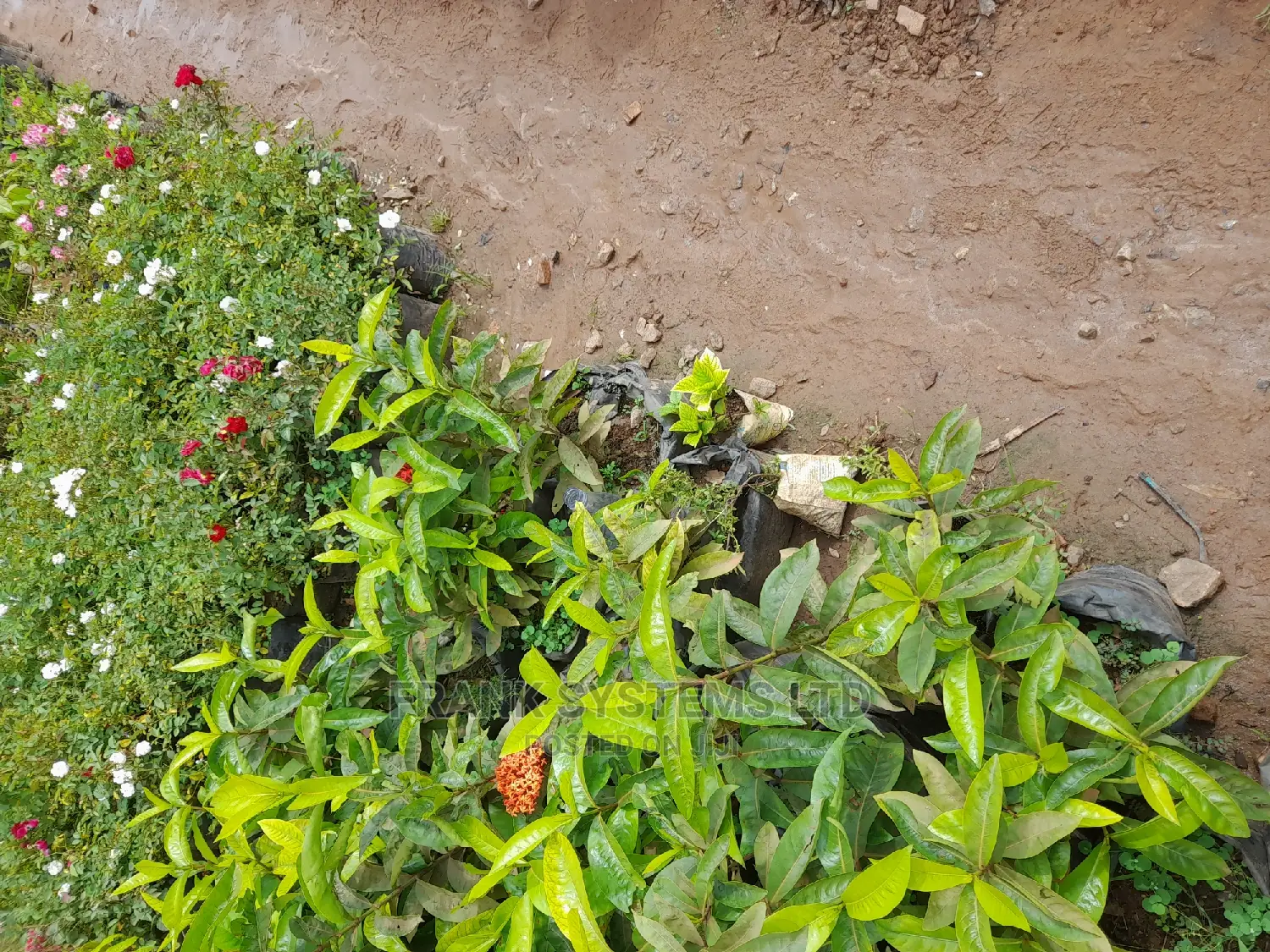 Flowering Services