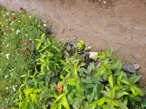 Flowering Services