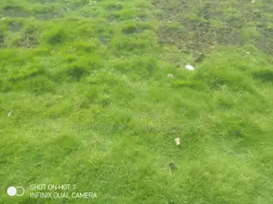 Natural Grass for Compound, Play Grounds Etc
