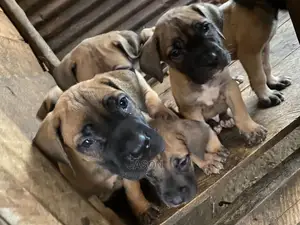 1-3 Months Male Purebred Boerboel