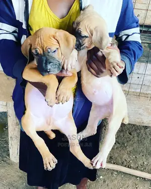 1-3 Months Male Purebred Boerboel