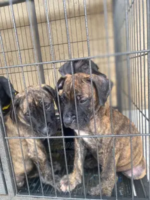 1-3 Months Male Purebred Boerboel