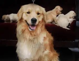 1-3 Months Male Purebred Golden Retriever