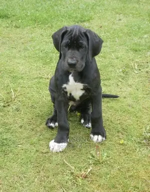 3-6 Months Male Purebred Great Dane