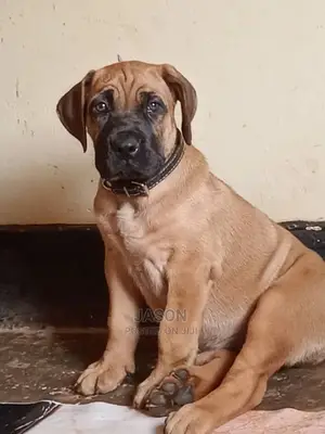 3-6 Months Male Purebred Boerboel