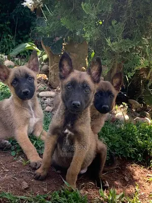 3-6 Months Male Purebred Belgian Malinois