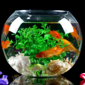 Glass Bowl Aquarium With Fish