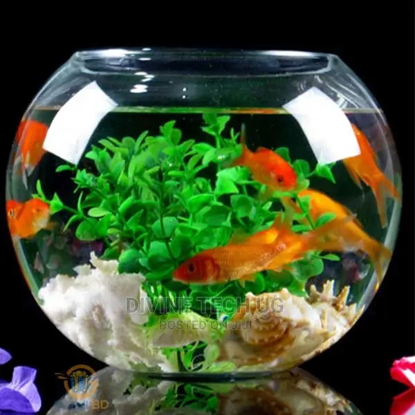 Glass Bowl Aquarium With Fish