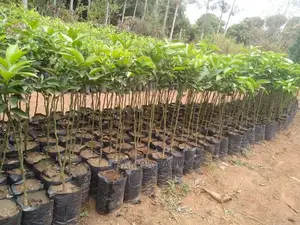 Orange Trees