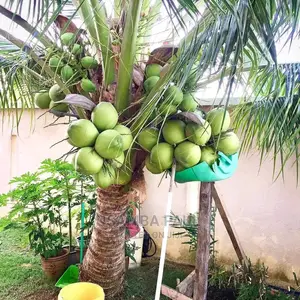 Dwafu Coconut