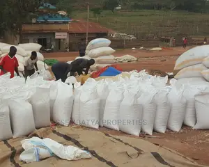 Beans And Maize