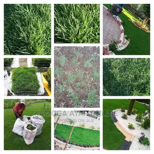 Natural Hybrid Paspalum Grass Carpet/Natural Grass Carpet