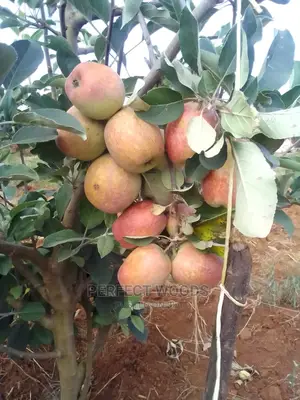 Fruit Gardening and Maintenance