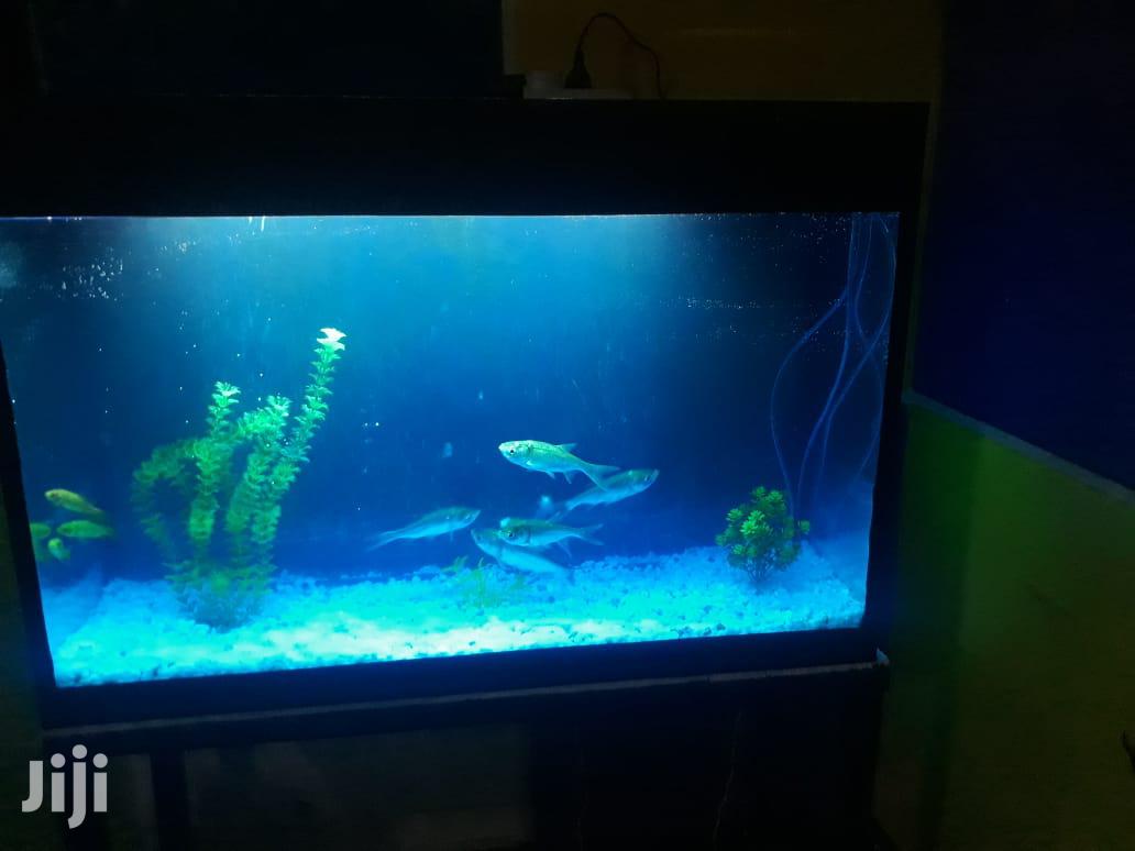 Aquariums