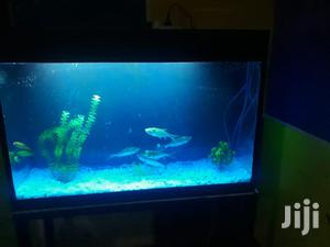 Aquariums