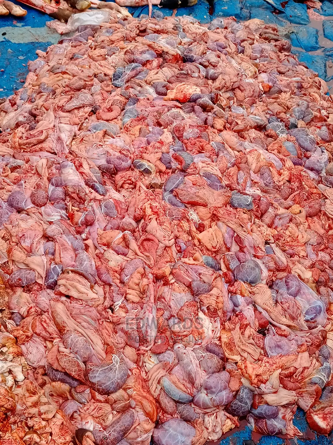 Meat for Dogs