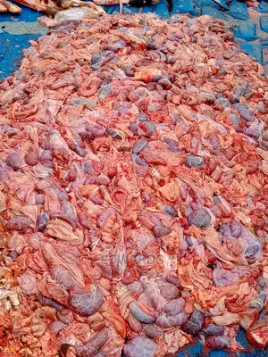 Meat for Dogs