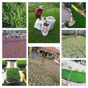 Hybrid Lawn Paspalum Grass Carpet/Natural Grass Carpet Grass