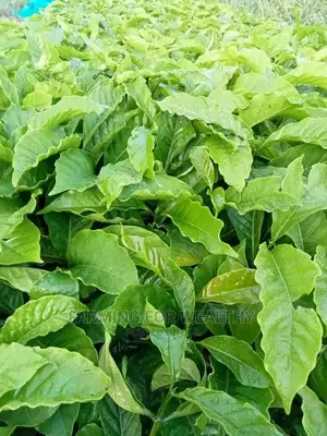 Cwdrcoffee Seedling