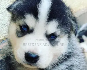 1-3 Months Male Purebred Siberian Husky