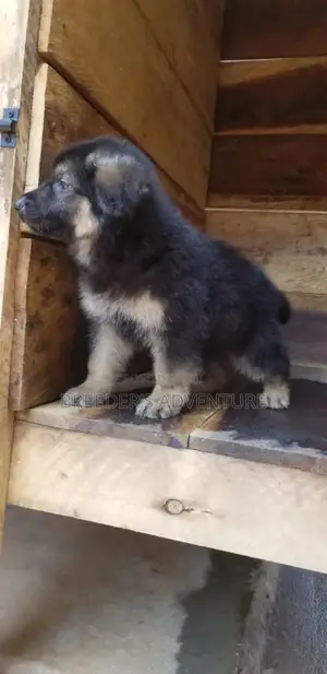 1-3 Months Male Purebred German Shepherd