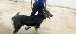 6-12 Months Male Purebred German Shepherd