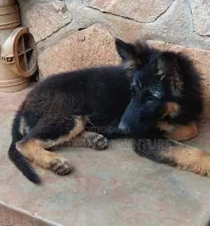 3-6 Months Male Purebred German Shepherd