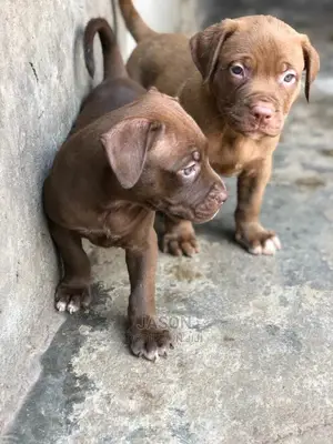 1-3 Months Male Purebred American Pit Bull Terrier