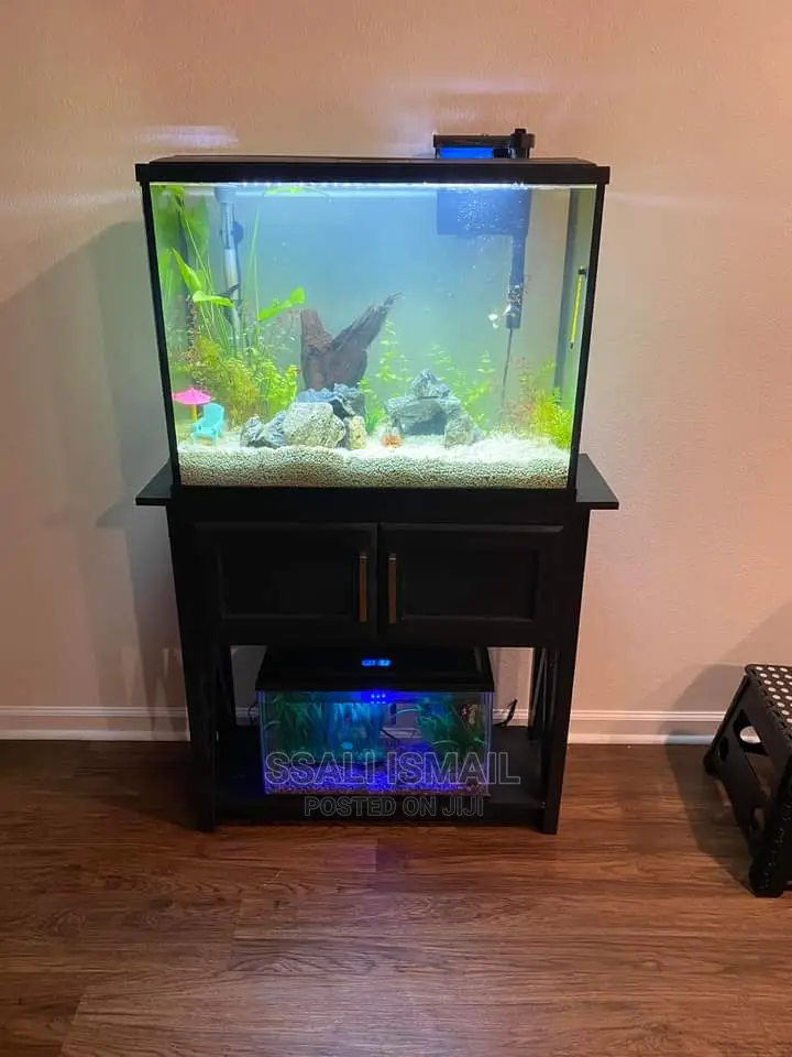 Crystal Clear Water Aquarium With the Best Filter