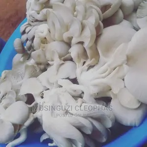 Fresh Mushrooms At Kg