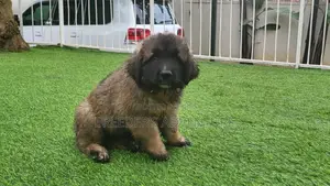 1-3 Months Male Purebred Caucasian Shepherd
