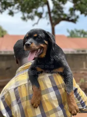 3-6 Months Male Purebred Rottweiler