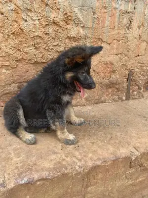 1-3 Months Male Purebred German Shepherd
