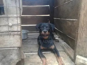 3-6 Months Male Purebred Rottweiler