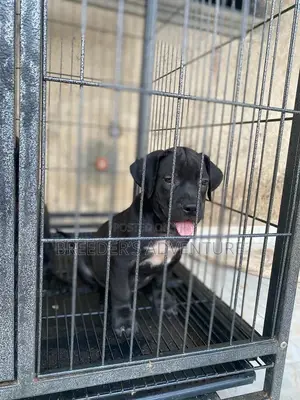 1-3 Months Male Purebred Boerboel