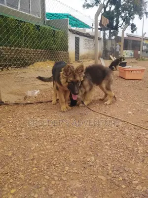 3-6 Months Male Purebred German Shepherd