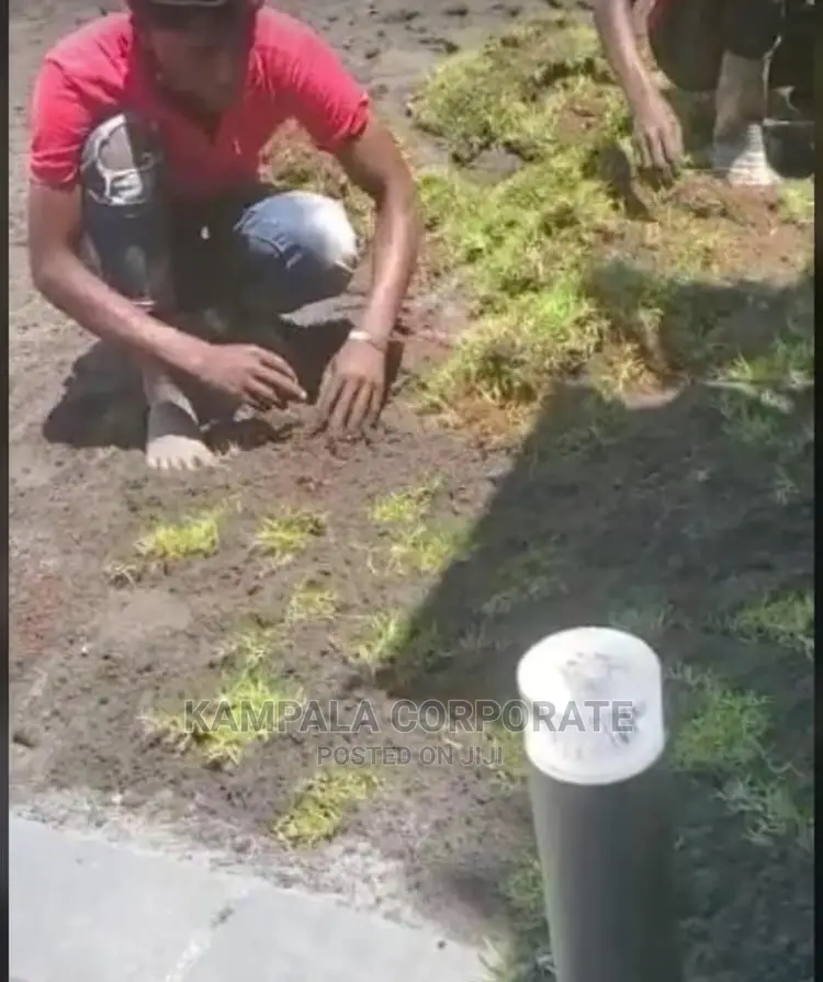 Compound Grass Offer Free Planting