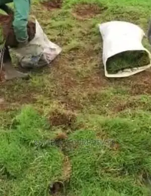 Compound Grass Offer Free Planting