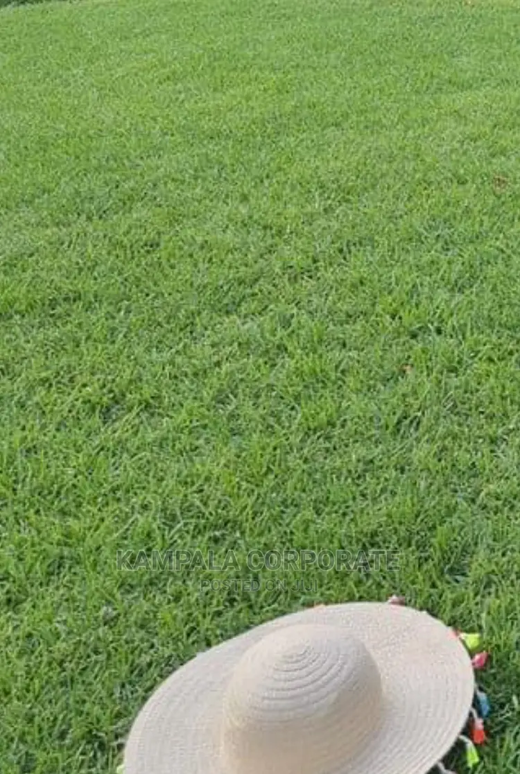 Compound Grass Offer Free Planting